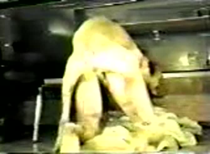 Video :Big dog dick wrecking a girl's pussy